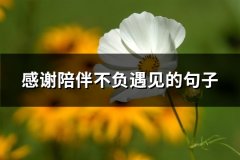 感谢陪伴不负遇见的句子(优选85句)