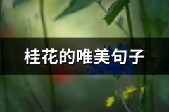 桂花的唯美句子(精选62句)