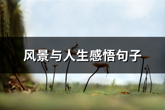 风景与人生感悟句子(共75句)