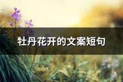 牡丹花开的文案短句(汇总72句)