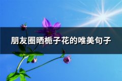 朋友圈晒栀子花的唯美句子(优选67句)