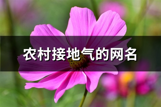 农村接地气的网名(优选447个)