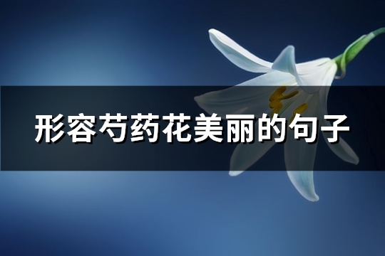 形容芍药花美丽的句子(实用62句)