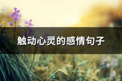 触动心灵的感情句子(必备72句)