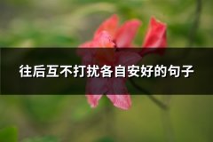 往后互不打扰各自安好的句子(必备75句)