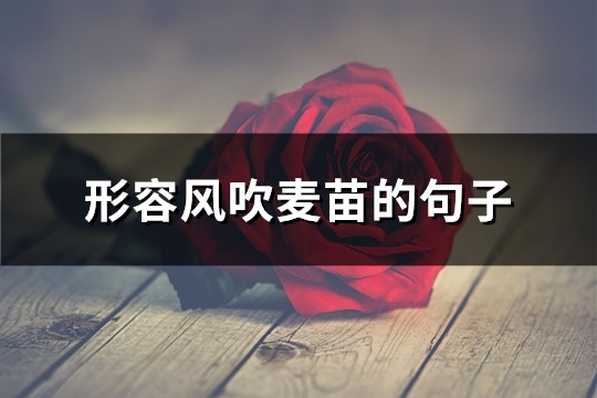 形容风吹麦苗的句子