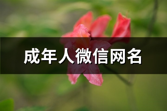 成年人微信网名(共242个) 成人好听的微信昵称