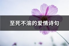 至死不渝的爱情诗句(必备34句)