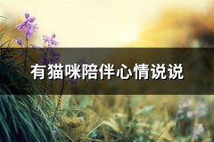 有猫咪陪伴心情说说(实用46句)