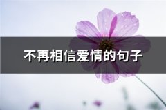 不再相信爱情的句子(热门74句)