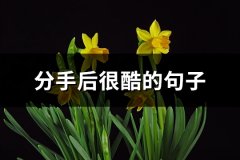 分手后很酷的句子(热门68句)