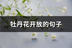 牡丹花开放的句子(汇总68句)