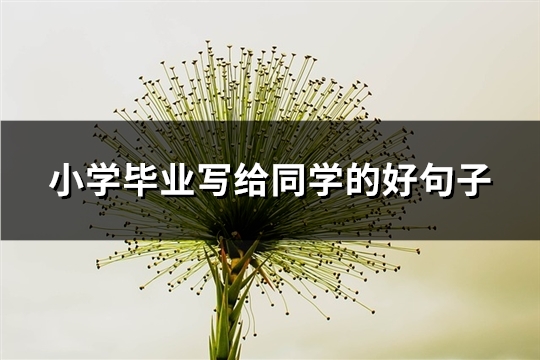 小学毕业写给同学的好句子(实用71句)