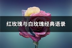 红玫瑰与白玫瑰经典语录(优选60句)