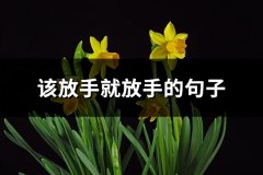 该放手就放手的句子(推荐72句)