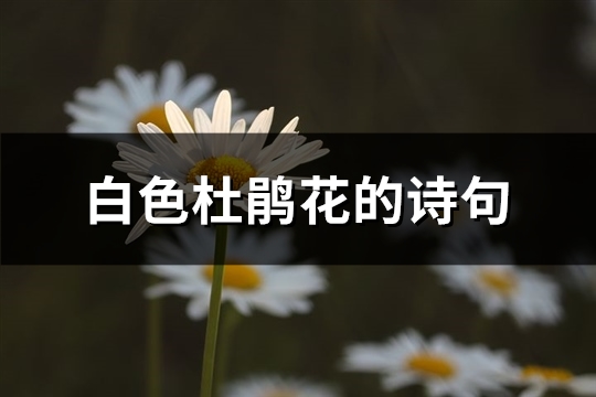 白色杜鹃花的诗句(优选50句)