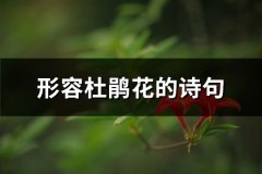 形容杜鹃花的诗句(精选42句)